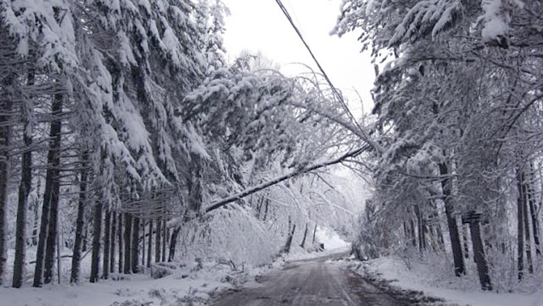 Fallen tree along cold snowy road