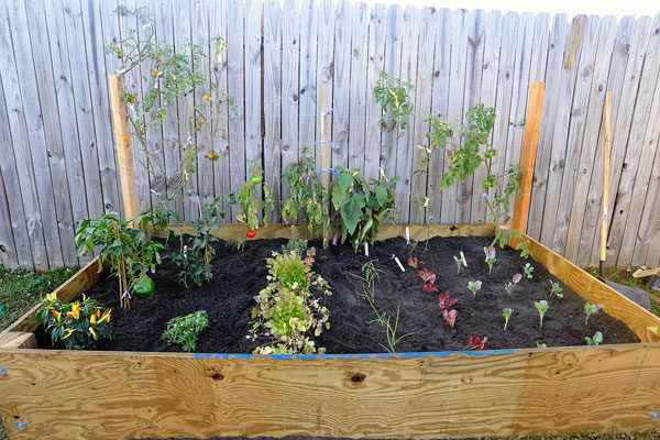 Backyard garden with wooden frame and vegetables inside