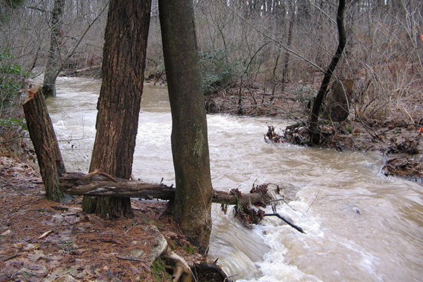 Flooded stream in the woods