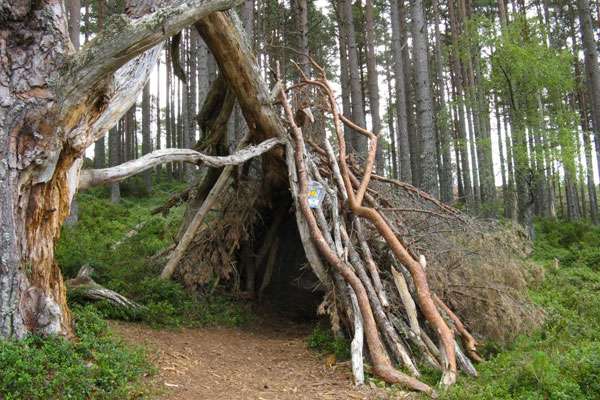 Tree shelter in the woods
