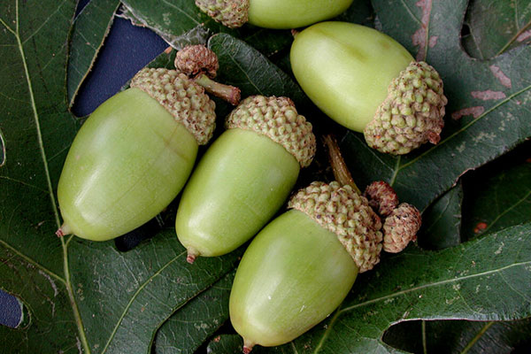 Green acorns laying on a leaf