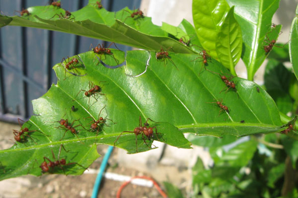 Ants climbing on leaves