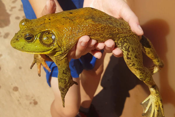 Human hands holding a bullfrog