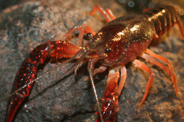 Crayfish on a rock