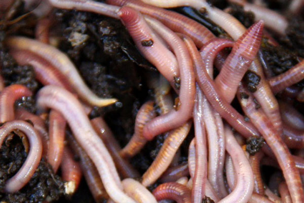 Earthworms digging in the dirt