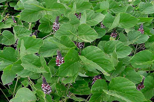 Flowering kudzu vine