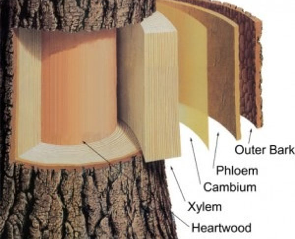 Diagram of tree layers