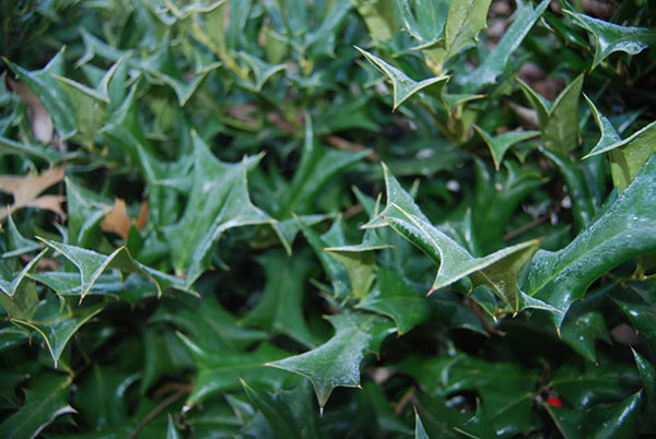 Bush with thorns on leaves