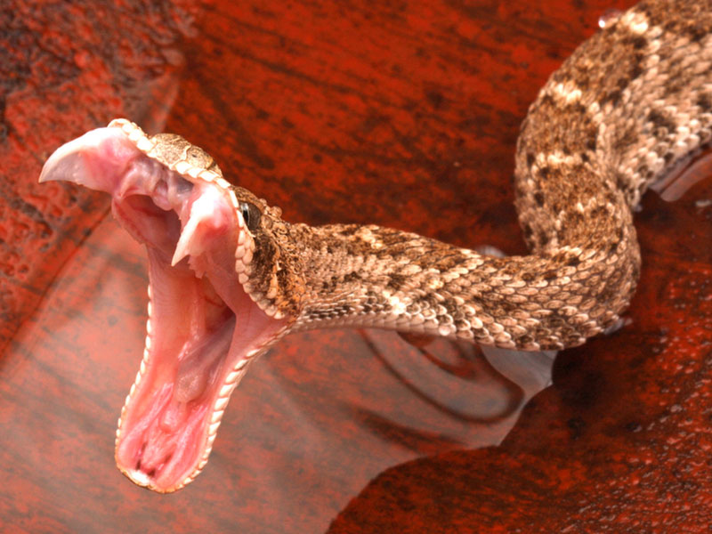Snake with fangs and mouth open