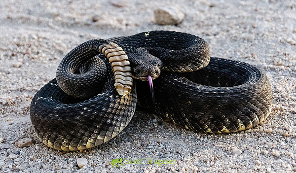 black diamond rattle snake curled up on the ground