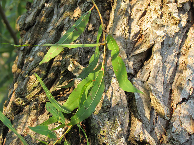 Black willow green leaves with tree trunk