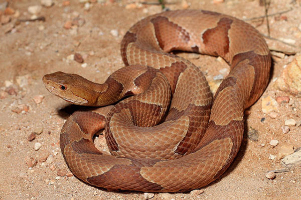 a deadly copper color snake curled up on the sandy ground