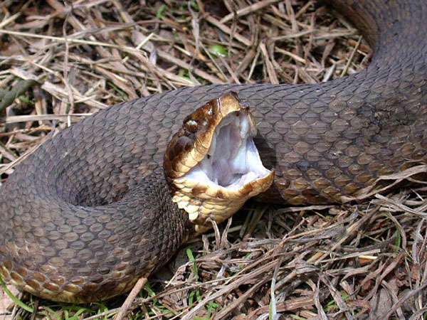 cotton mouth snake with mouth open in the grass