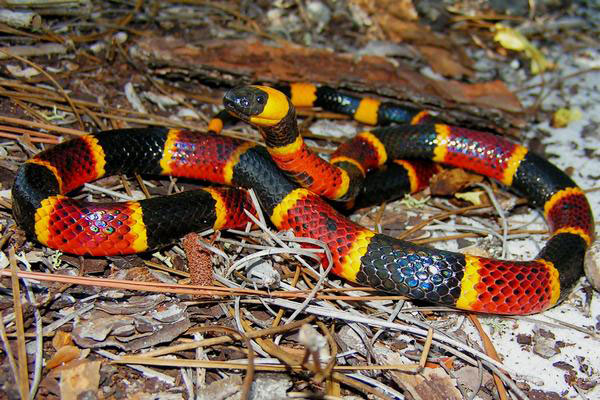 eastern coral snake in the grass