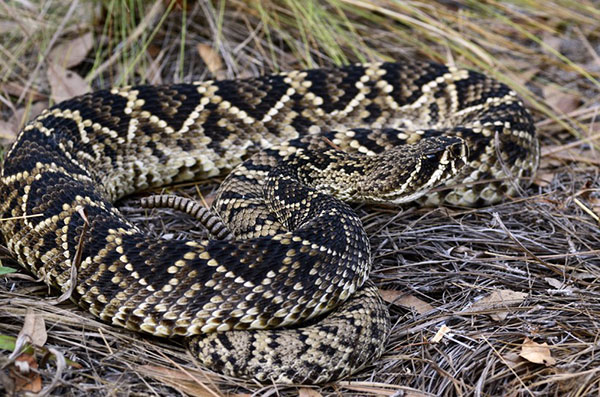 eastern diamond back rattle snake in the grass