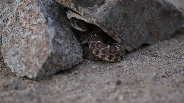 rattlesnake hiding secretly between two rocks