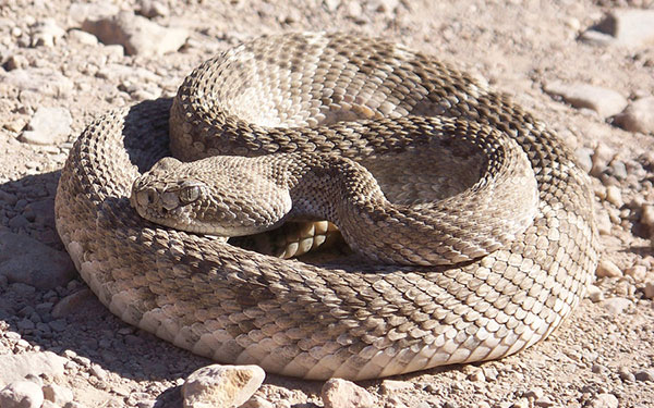 mojave rattle snake curled on the desert ground