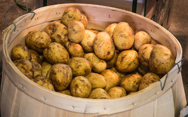 Barrel full of potatoes