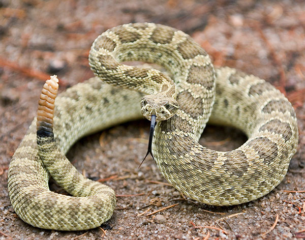 prairie rattle snake ready to strike