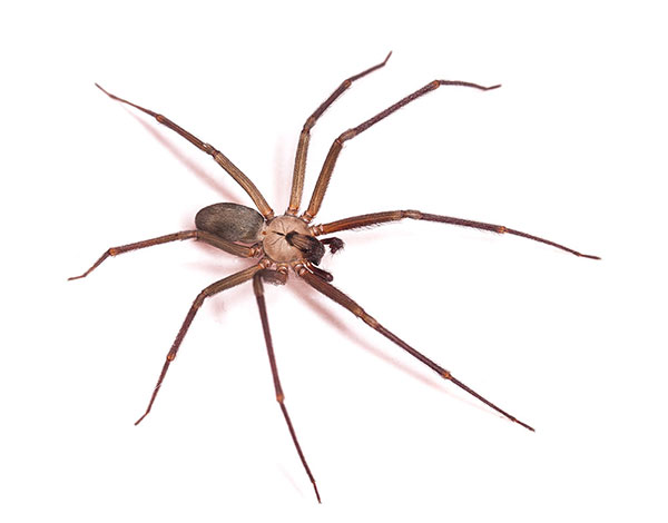 recluse spider on a white background