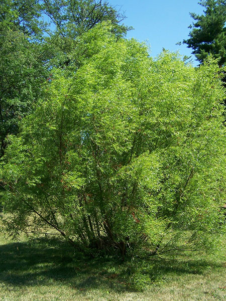 Green Salix Negra tree