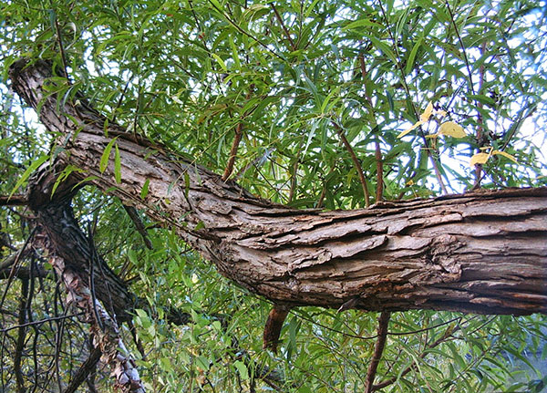 Glied eines Salix Nigra-Baumes