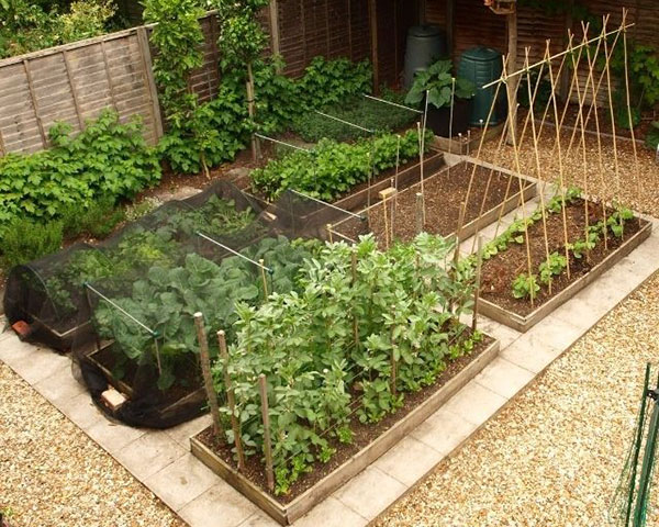 Small garden with bug nets