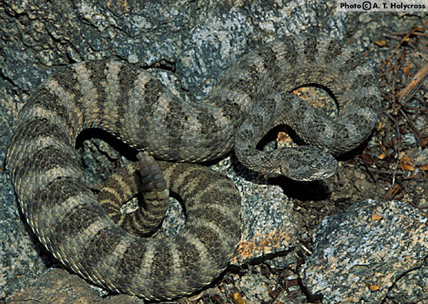 tiger rattle snake curled up between rocks