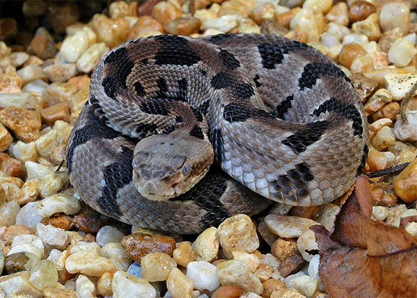 timber rattle snake curled up in rocks