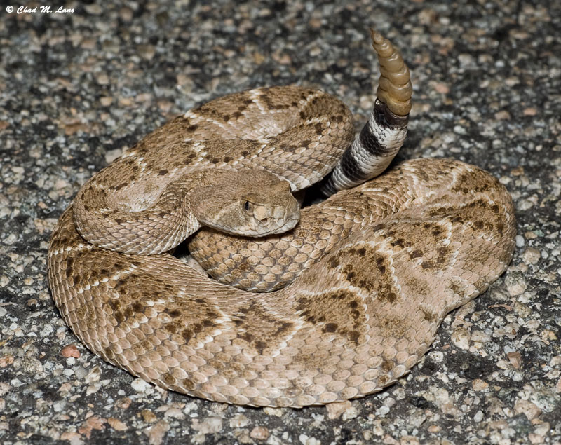 western diamond back rattle snake curled up on a rock