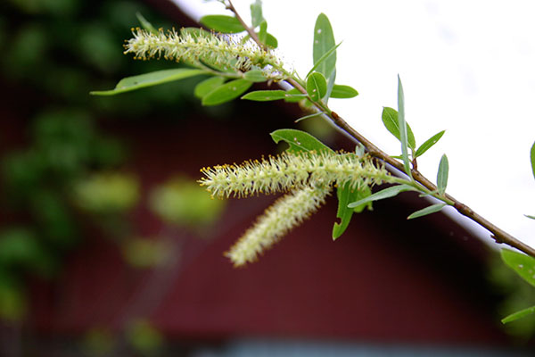 Weidenzweig mit Blüten