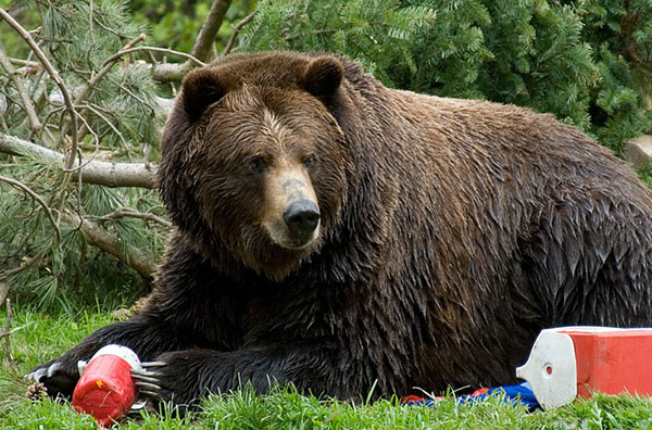 a bear sitting on the ground going through the food at a campsite