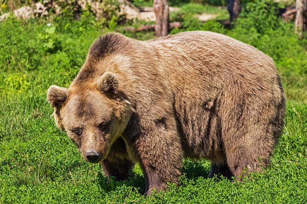 a grizzly bear in tall grass in a forest
