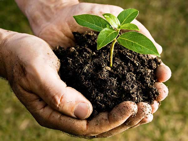 two hands cupping a ball of dirt with a plant growing out of it