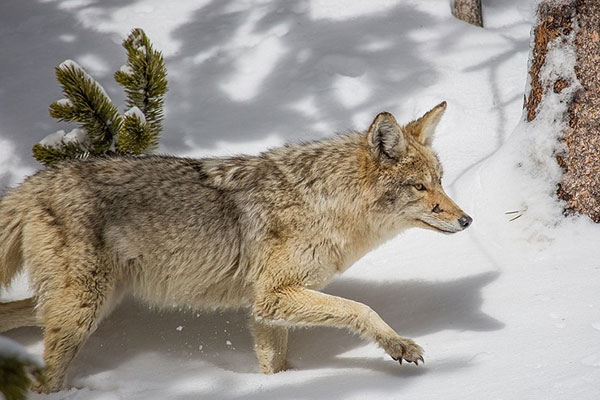 A white fox walking through snow in the woods