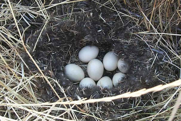 duck eggs in a next in tall grass