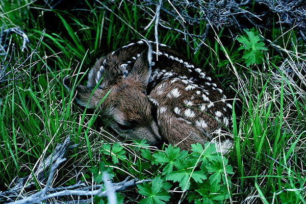 a new dear fawn laying in tall grass for cover