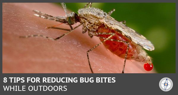 close up of mosquito biting a human