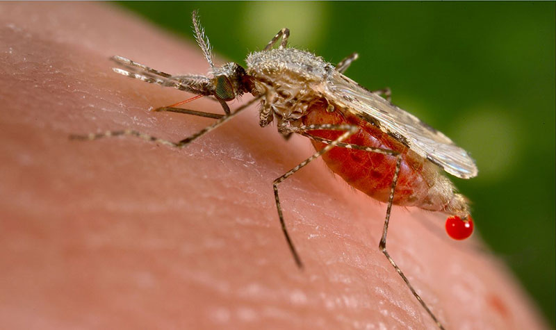 Mosquito sucking blood from person's skin