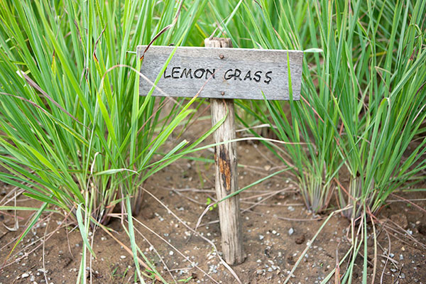 lemon grass as an insect repellent 