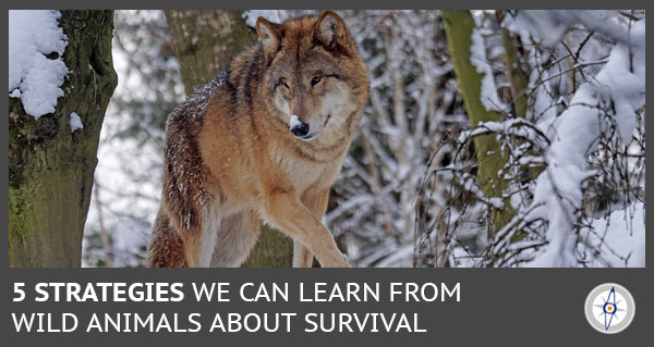 wild wolf in a snow covered forest