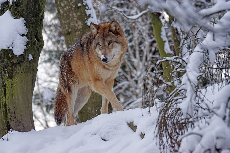 Wolf walking through the snow