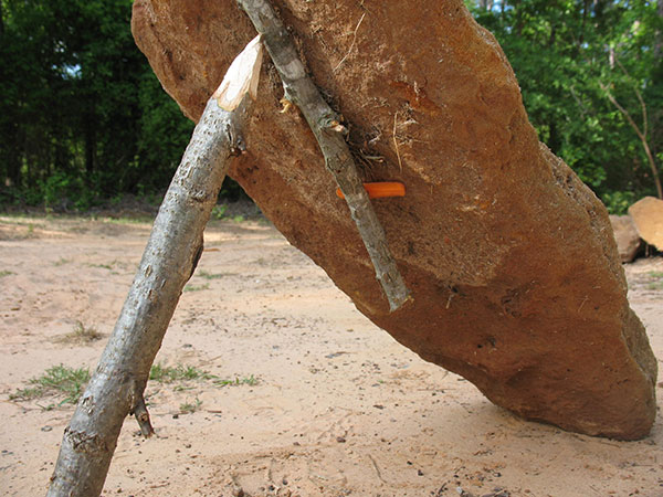 big rock held up by a stick as a fall trap in a sandy woods area
