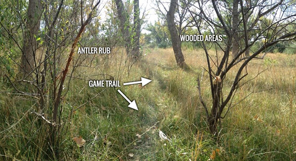 a game trail in a grass area with spots marked on where to set traps