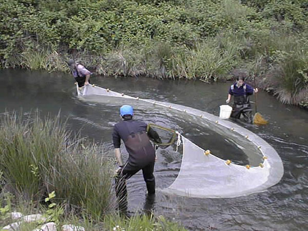 Men fishing with white seine net