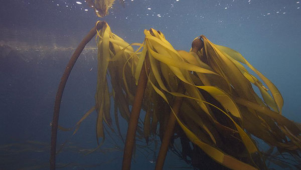 Bull kelp under the water