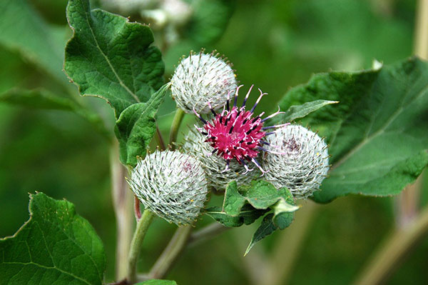 Burdock plant with white and pink flowers