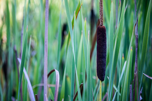 Growing cattail