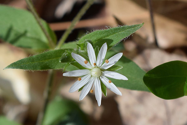 Chickweed with white flower