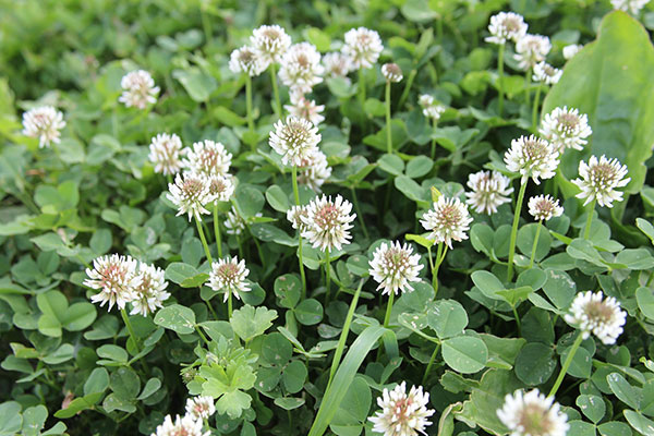 Clover with whiter flowers